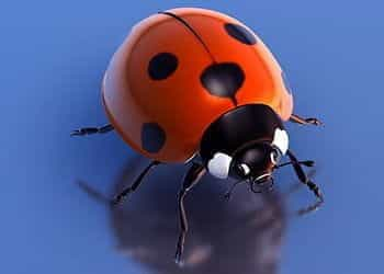 A red and black ladybug.