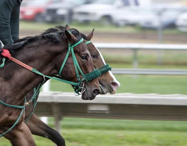 Two horses head to head in race.