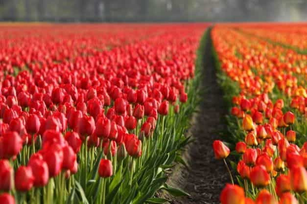 Amsterdam Tulip Fields.